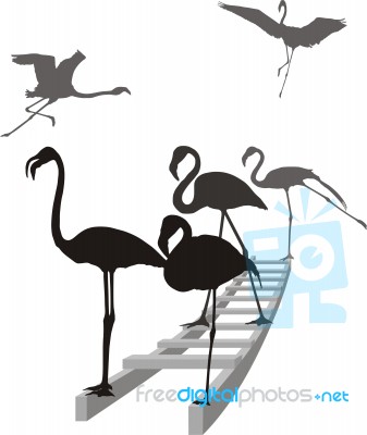 Flamingos On The Ladder In Grayscale Stock Image