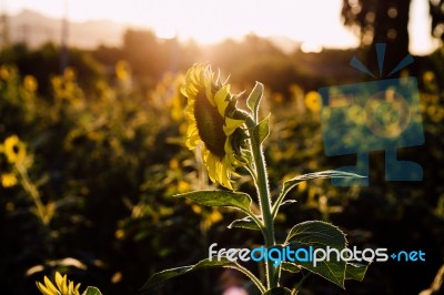 Flare To Sun Flower Stock Photo