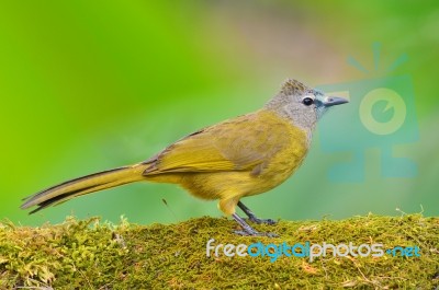 Flavescent Bulbul Bird Stock Photo