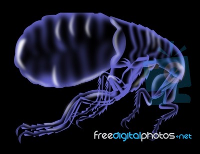 Flea Silhouette Stock Image