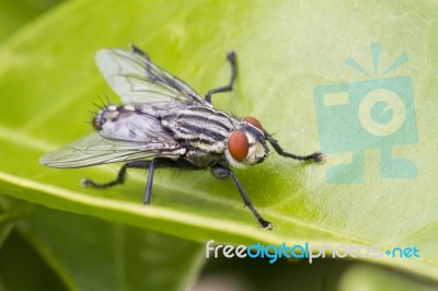 Flesh Fly Stock Photo