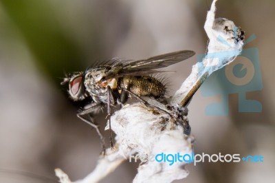 Flesh Fly Stock Photo