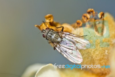 Flesh Fly Stock Photo