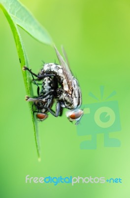 Flesh Fly Mating Stock Photo