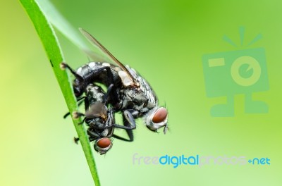 Flesh Fly Mating Stock Photo