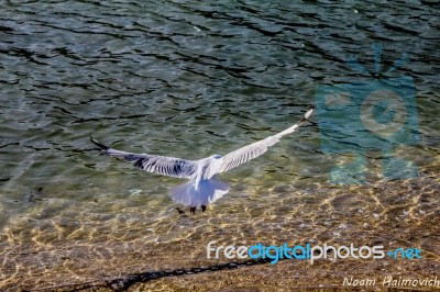 Flight Stock Photo