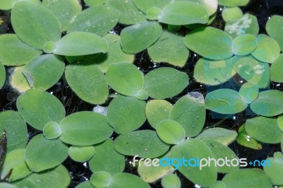 Floating Leaves Stock Photo