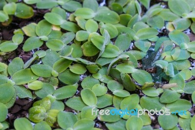 Floating Leaves Stock Photo