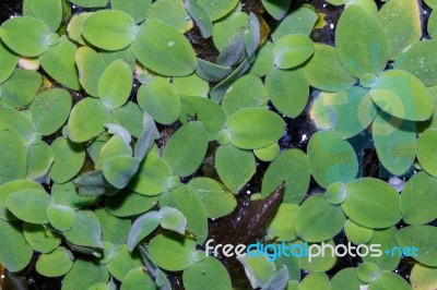 Floating Leaves Stock Photo