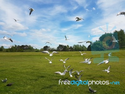 Flock Of Birds Stock Photo