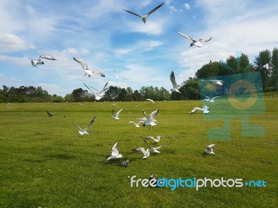 Flock Of Birds Stock Photo