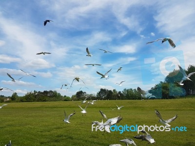 Flock Of Birds Stock Photo