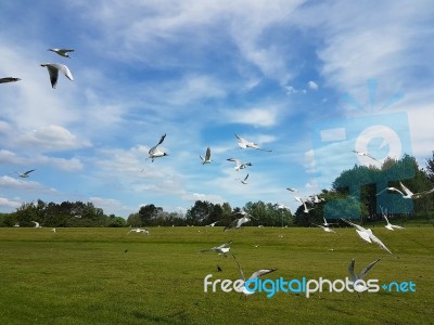 Flock Of Birds Stock Photo