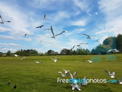 Flock Of Birds Stock Photo