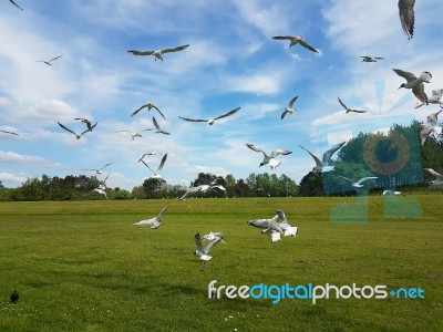 Flock Of Birds Stock Photo