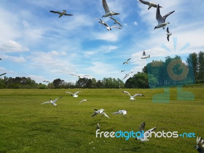 Flock Of Birds Stock Photo