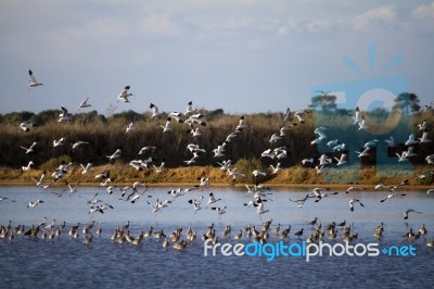 Flock Of Birds Flying Stock Photo