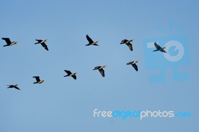 Flock Of Cormorants Stock Photo