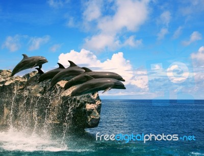 Flock Of Dolphin Jumping Through Sea Water And Floating Mid Air Stock Photo