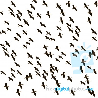 Flock Of Ducks Flying Stock Photo