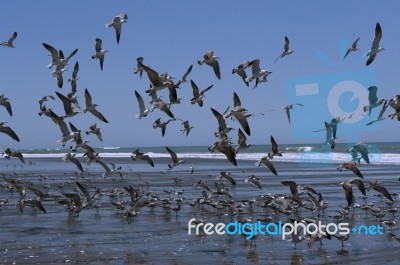 Flock Of Sea Birds Stock Photo