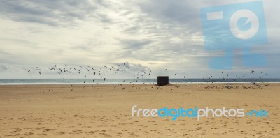 Flock Of Seagulls On A Deserted Beach Stock Photo