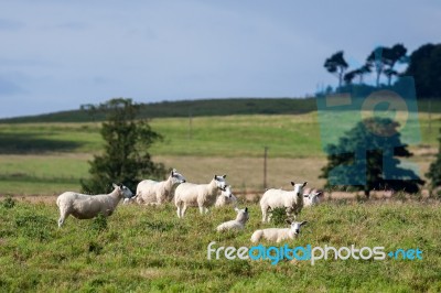 Flock Of Sheep Stock Photo