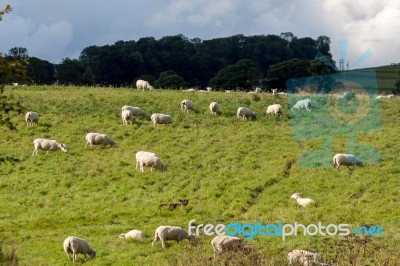 Flock Of Sheep On A Hillside Near Alnwick Norhumberland Stock Photo