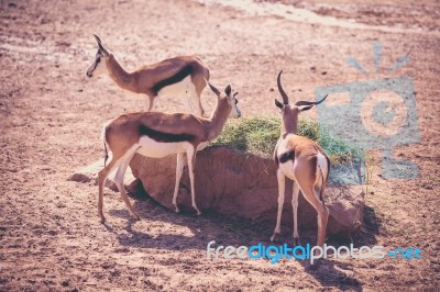 Flock Of The Gemsbok Is A Large Antelope In The Oryx Genus Stock Photo