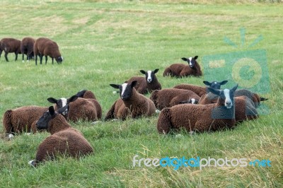 Flock Of Zwartbles Sheep At Conistone In The Yorkshire Dales Nat… Stock Photo