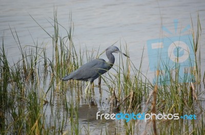 Florida Bird Stock Photo