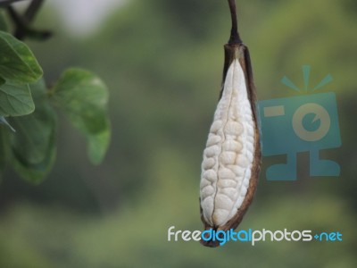 Floss Silk Tree Fruit Stock Photo