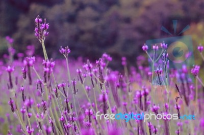 Flower Stock Photo