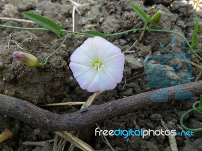 Flower Stock Photo