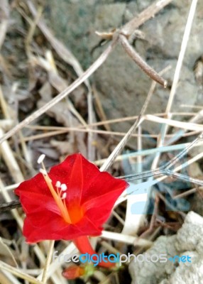 Flower Stock Photo