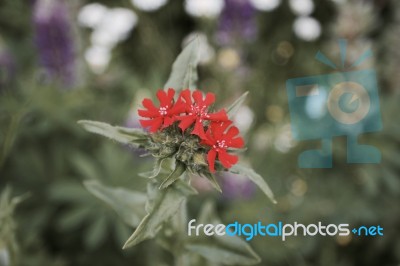 Flower, Stock Photo