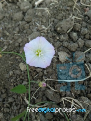 Flower Stock Photo