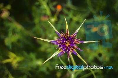 Flower Stock Photo