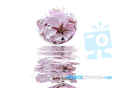 Flower And Water Stock Image