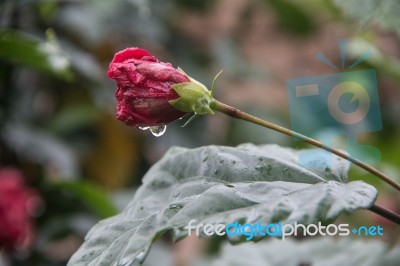 Flower And Water Droplet Stock Photo