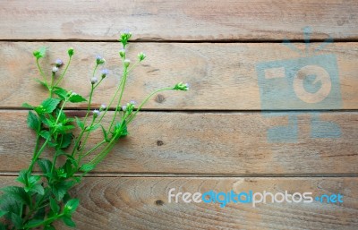 Flower And Wood Background Stock Photo