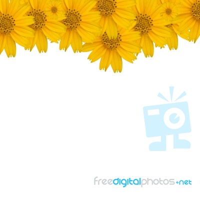 Flower Background Stock Photo