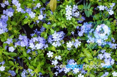 Flower Background Texture Beautiful Violet Cape Leadwort Stock Photo