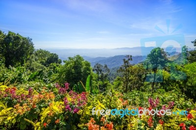 Flower Bed Forest Mountain And Blue Sky Stock Photo