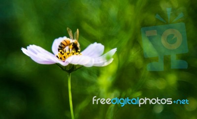 Flower Bee Stock Photo