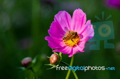 Flower Bee Stock Photo