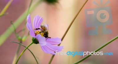 Flower Bee Stock Photo