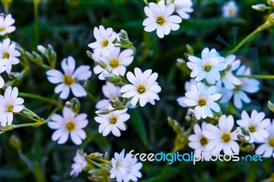 Flower Blossoms Stock Photo