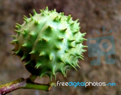 Flower Bud Stock Photo