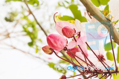 Flower Bunch Focused At Pink Bud On Nature Fresh Green Backgroun… Stock Photo